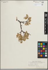 Foto von Salix glauca L. x Salix repens L.